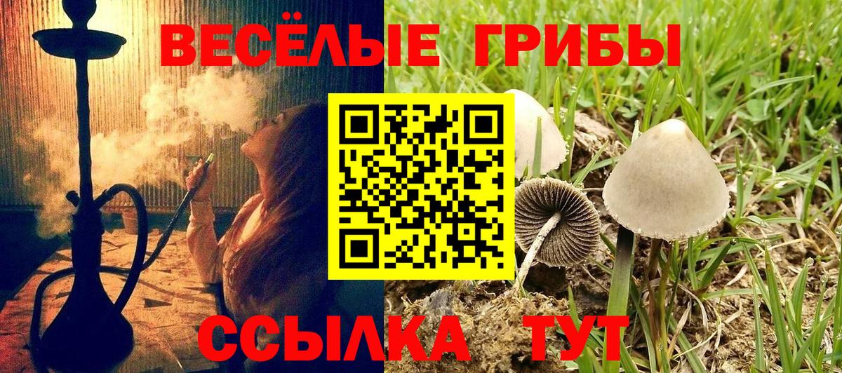 Псилоцибиновые грибы Psilocybe Петропавловск-Камчатский