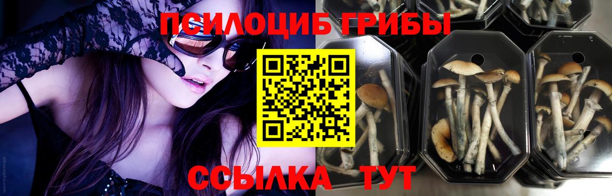 Галлюциногенные грибы Psilocybe  Псилоцибиновые грибы GOLDEN TEACHER  Вход с VPN  Петропавловск-Камчатский 